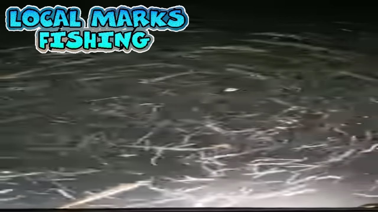 Millions Strong! Witness the Hypnotic Swarm of a Dazzling Bait Ball!