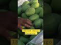 INDIAN Mango farming #mango #india #farming #business #startup #earning #ytshort #shorts