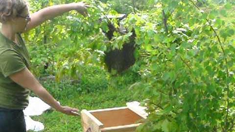 Capturing a feral swarm and hiving into Top Bar Hive Pt 1