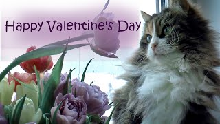 Funny cat. Matilda wishes you a Happy Valentine's Day.