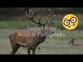 Red Deer | Short Documentary | OMD World Imaging | 2020