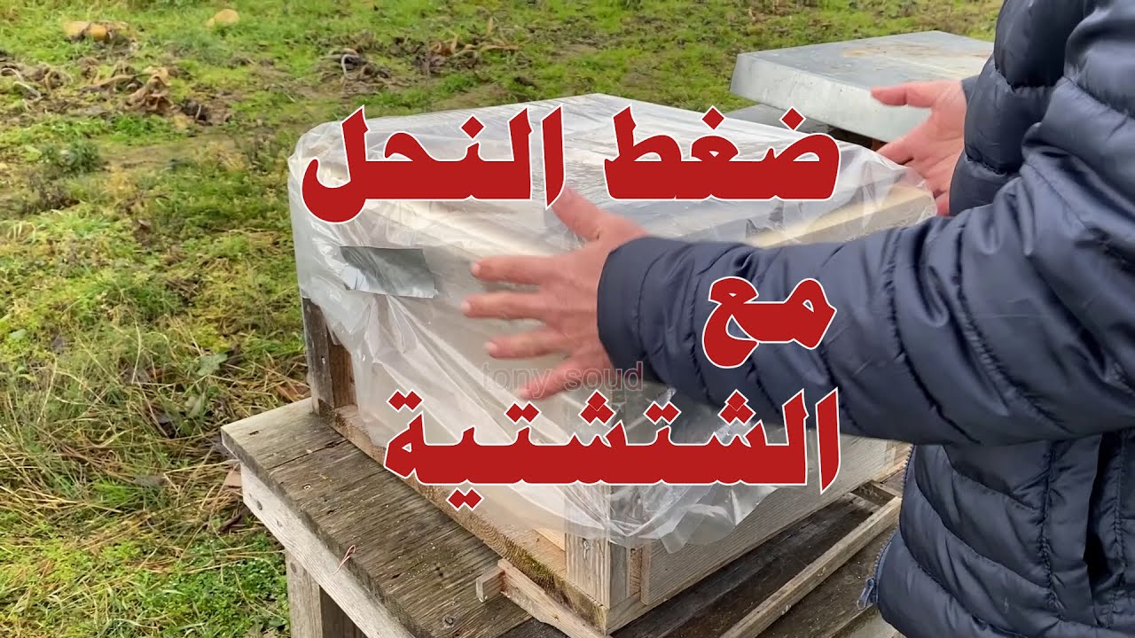 كيف نضغط النحل مع التشتية .