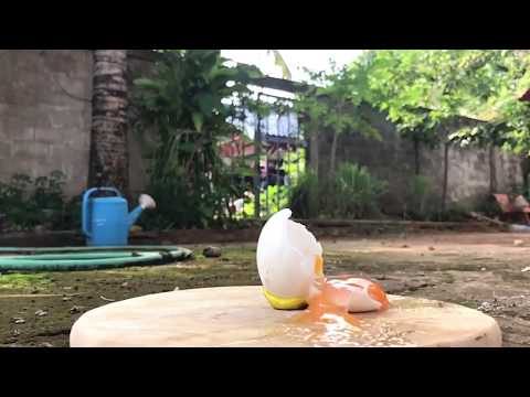 Wow fighting "EGG VS Hammer " slow motion mod [[720p at 240fps]]