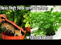 सिर्फ पानी में Dhaniya उगाने का सबसे आसान तरीका || Grow Coriander at Home in Hydroponic System