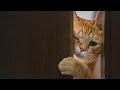 【人気の猫写真 2022年4月】NEKOくらぶ Apr/2022 ~ネコ好きはヤメラレナイ~