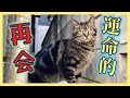 【初めて野良猫を迎え入れたあの日…】野良猫トラとの運命的な再会