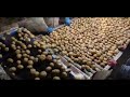 Raynbow optical sorting for washed potatoes   raytec vision