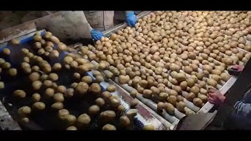 Raynbow sorting technology for washed potatoes | RAYTEC VISION SpA