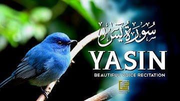 Surah Yaseen (Yasin) سورة يس | Ultimate Relaxing Quran Will Touch Your Heart InShaAllah