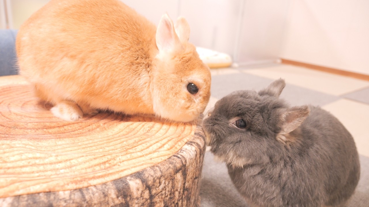 I found a way for the rabbits to get along 【No.1981】 - YouTube