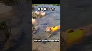 개헤엄 보신적 없죠? #쇼츠 #반려견 #강아지 #개 #진도믹스 #산책 #개헤엄