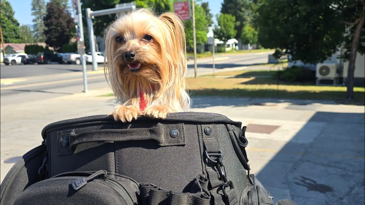 Pixie's pet palace motorcycle bag