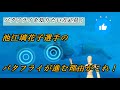 #15 バタフライ 池江璃花子選手のバタフライが進む理由
