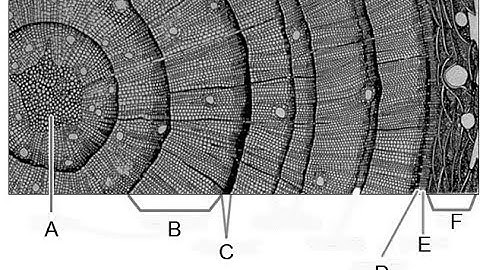 BL460 project1: Using COFECHA