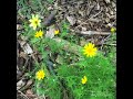 Daisies | A Moment of Zen | Nebraska Public Media