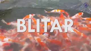 Download Panen Ikan Hias Koi Blitar Video MP3 Panen Ikan Hias Koi Blitar