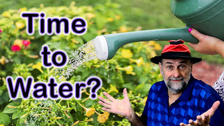 How Often Should I Water My Garden? ☔️🌦🌞 When to Water Plants? - DayDayNews