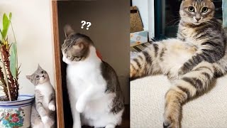 This Will Make Your Day 😂#Top funny cats Compilations 24 by Fluffy Muffin 1,957 views 3 years ago 5 minutes