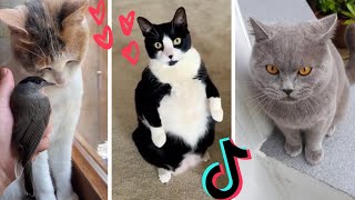 Funny Cats of TIK TOK ~ Best Cat TIKTOK Compilation ~ Cute Kittens! (2021)