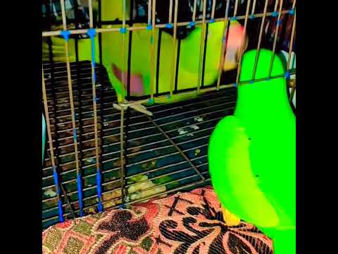 sonu's angry 😡 #shorts #angry #parrot #sonu #viral #videos #youtubeshorts