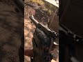 POV Action of the RUGER .22 #shorts #gun