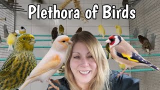 Bathing my Parrots and Visiting AVES Canada to See ALL The BIRDS! by Love of Pets 1,156 views 4 months ago 11 minutes, 34 seconds