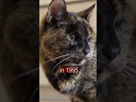 Video: Pawsome Cat produkti, kurus varat iegādāties Etsy