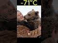 🐻 in -71°C A Desperate Mother Bear Knocked on an Old Woman’s Door   #animalrescue #siberia