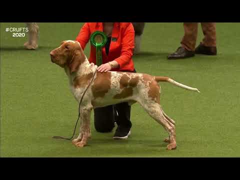 Video: Bracco Italiano