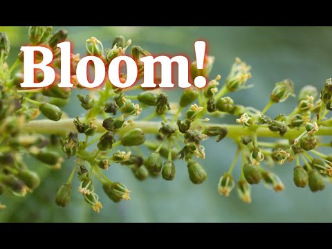 Video: Vit Blomning På Druvor: Hur Man Bearbetar Om Löv Och Bär är Täckta Med Blomning? Varför Dök Det Upp?