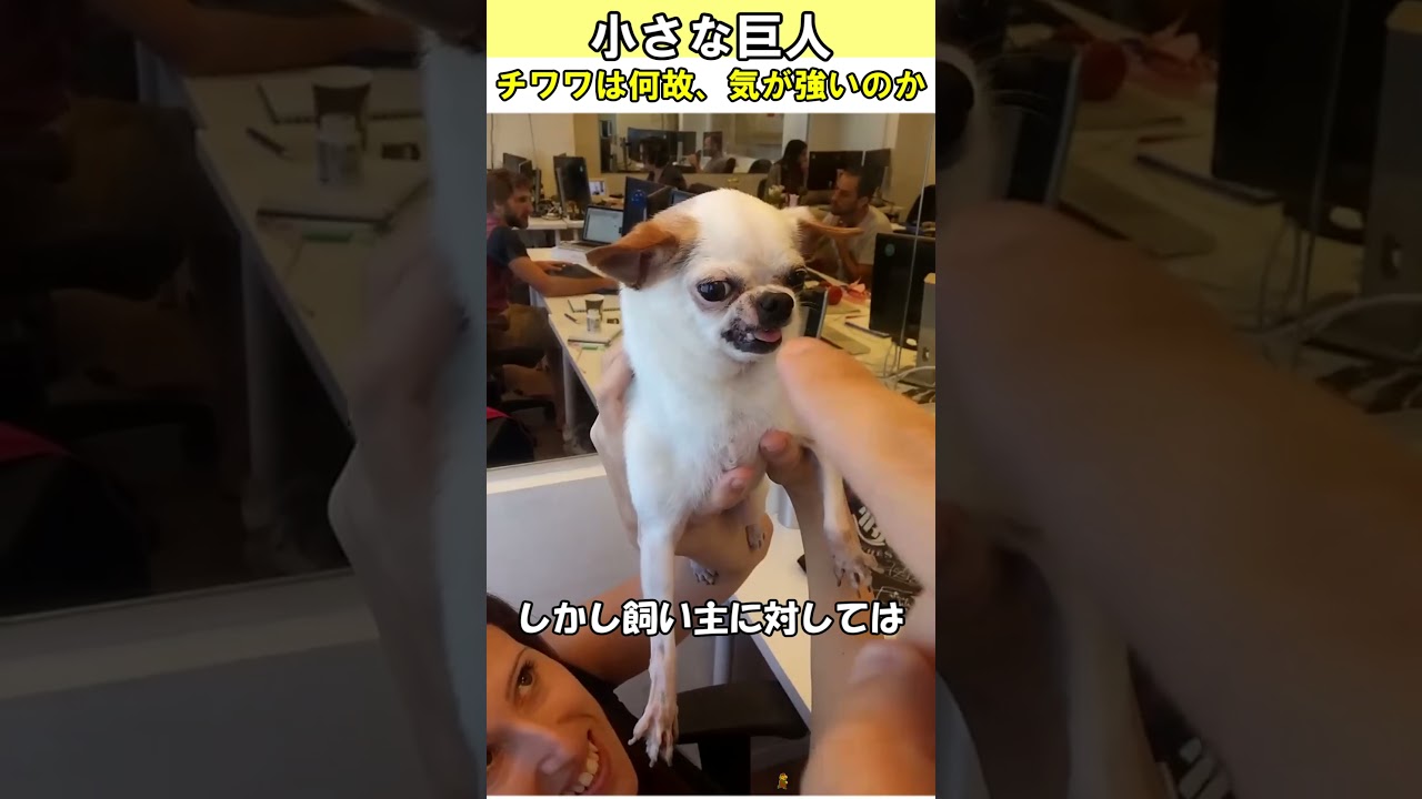 チワワは、ナゼ気が強いのか？