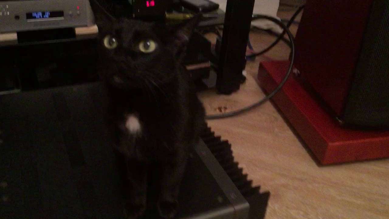 Krell FPB-300 and Cat Maya