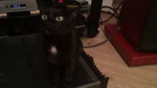 Krell FPB-300 and Cat Maya