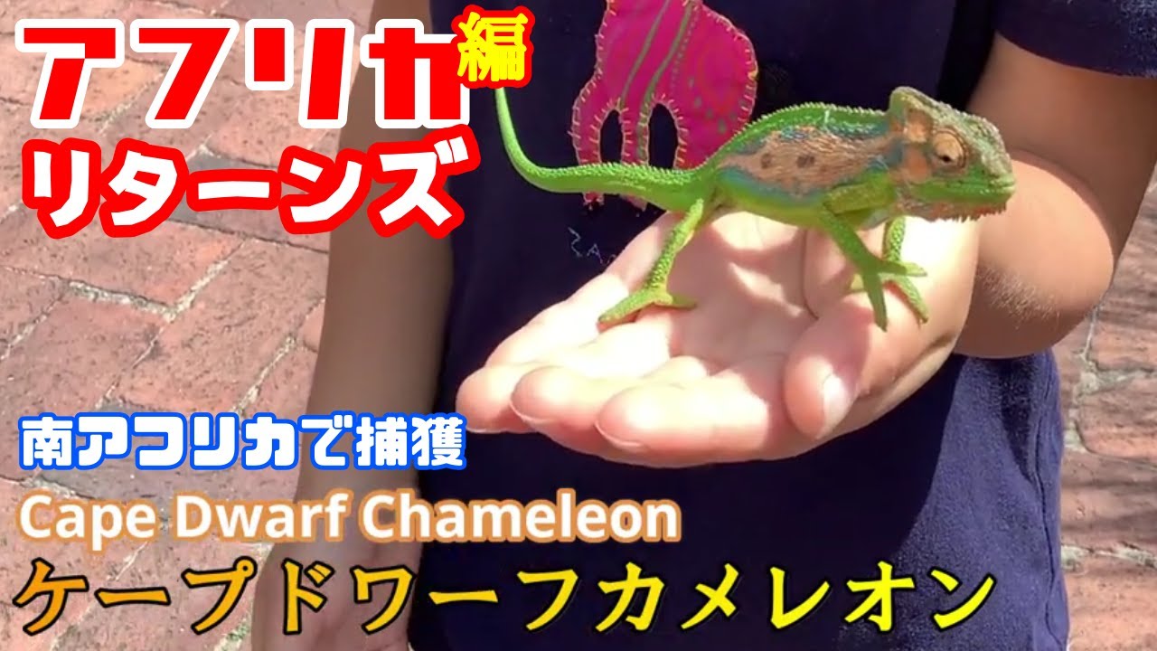 アフリカの生き物】年末特別企画/南アフリカでカメレオン捕獲