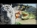 Bengal Tiger Vs Crocodile || Who Would Win?