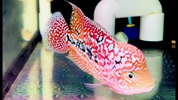 Kamfa f2 2 tone 2 ngón rưỡi clip quay có đèn . “1 triệu 1” sdt 0938882816