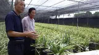 外銷的蘭花