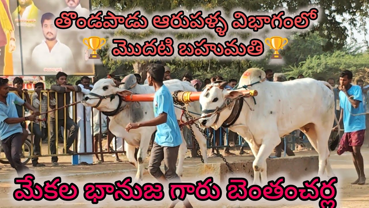 తొండపాడు ఆరు పల్ల విభాగం🏆  💥మొదటి బహుమతి మేకల భానుజా గారు బెంతంచర్ల