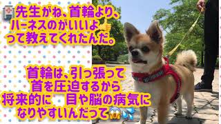 良いハーネスが買えたよ❣️チワワのココちゃん