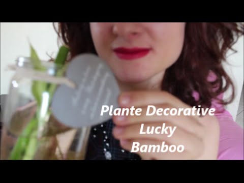 Video: Cum Să Atragi Bambusul