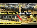 Everyday Evening Routine Of Dairy Farm in UP| Feeding Time Of Buffaloes #dairyfarm #routine #feeding
