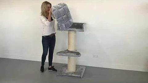 Video 896471: maine coon cat, grey maine coon, quality maine coon, cats uk