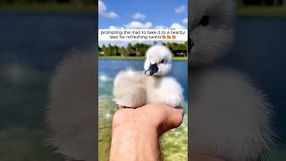 The kind-hearted man rescued baby swan clinging to life shorts