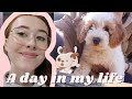 A day in my life with a *cavapoo* puppy