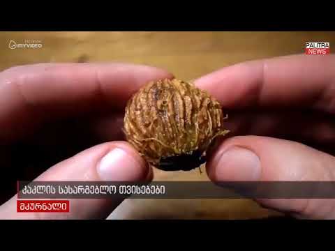 კაკალის სასარგებლო თვისებები