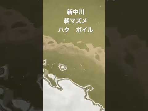 Top 18 中川 シーバス Mobitool