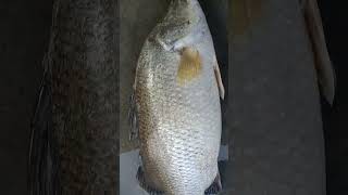 নদীর কোরাল মাছনদীর মাছের স্বাদ পেতে যোগাযোগ করুন 01945065152 #sundorbon_fish #fishing #rivar_fish