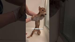 Thoughts Are So Loud