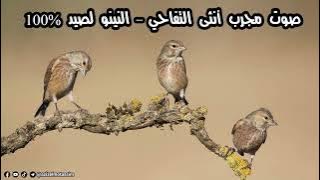 صوت أنثى التفاحي (النينو) يُستخدم للصيد وتحفيز الذكور