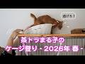 茶トラまる子のケージ登り - 2026年 春の巻 -